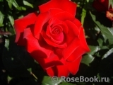 Grande Amore Grande Amore