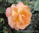 Rosemary Harkness Rosemary Harkness