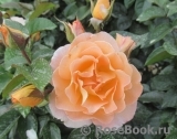 Rosemary Harkness Rosemary Harkness