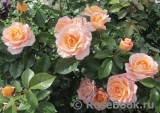 Rosemary Harkness Rosemary Harkness