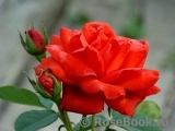 Terracotta ® Terracotta ®