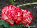 Spanish Dancer