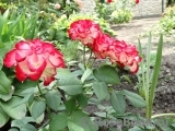 Spanish Dancer