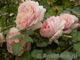 Abraham Darby Abraham Darby