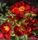 Bienenweide Rot Bienenweide Rot