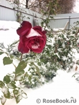 Johann Wolfgang von Goethe Rose® Johann Wolfgang von Goethe Rose®