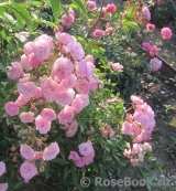Heavenly Pink Heavenly Pink
