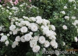 Aspirin Rose Aspirin Rose