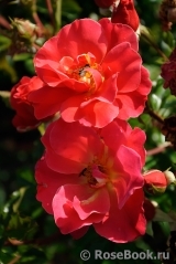 Melusina Melusina