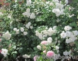 Aspirin Rose Aspirin Rose