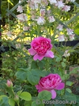 Madame Bovary Madame Bovary