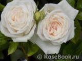 Madame Anisette ® Madame Anisette ®