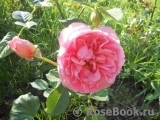 Boscobel Boscobel