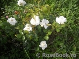 Schneewittchen Schneewittchen