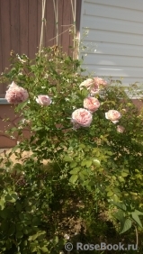Abraham Darby Abraham Darby