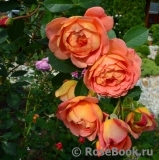 Lady of Shalott Lady of Shalott