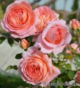 Abraham Darby Abraham Darby
