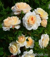 Crocus Rose® Crocus Rose®