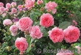 La Rose de Molinard ® La Rose de Molinard ®