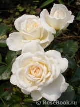 Cream Abundance Cream Abundance