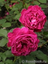 Scent of Woman ® Scent of Woman ®