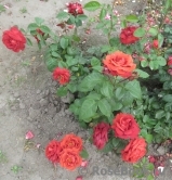 Terracotta ® Terracotta ®