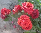 Terracotta ® Terracotta ®