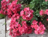 Stadt Rom Stadt Rom