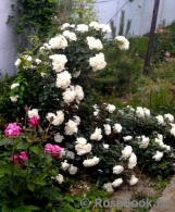 White Meidiland White Meidiland