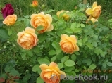 Lady of Shalott Lady of Shalott