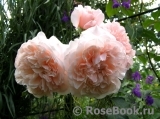 Rose de Tolbiac ® Rose de Tolbiac ®