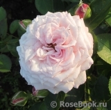 Kordes' Rosenfaszination ® Kordes' Rosenfaszination ®