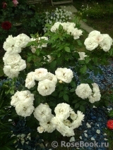 Lions Rose Lions Rose