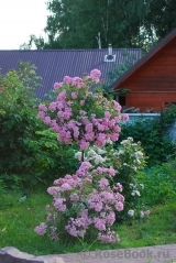 Heavenly Pink Heavenly Pink