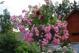 Heavenly Pink Heavenly Pink