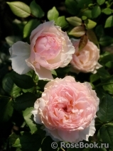 The Wedgwood Rose The Wedgwood Rose