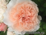 Rose de Tolbiac ® Rose de Tolbiac ®