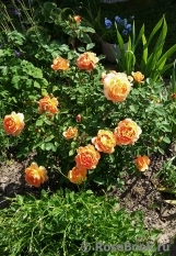 Lady of Shalott Lady of Shalott