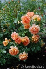 Lady of Shalott Lady of Shalott