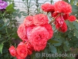 Red Diadem