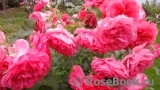 Rosarium Uetersen Rosarium Uetersen