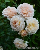Crocus Rose® Crocus Rose®