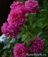 Princess Anne Princess Anne