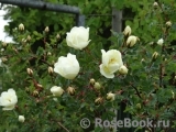 Rose spinosissima Rose spinosissima