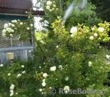 Rose spinosissima Rose spinosissima