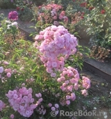 Heavenly Pink Heavenly Pink