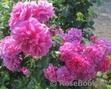 Princess Anne Princess Anne
