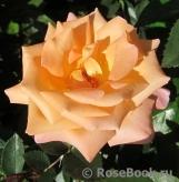 Rosemary Harkness Rosemary Harkness