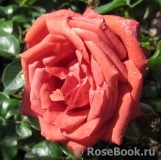 Terracotta ® Terracotta ®