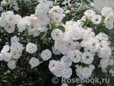 Aspirin Rose Aspirin Rose